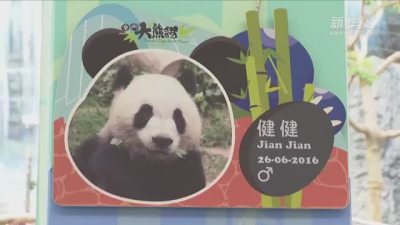 澳门双胞胎大熊猫健健康康5岁啦