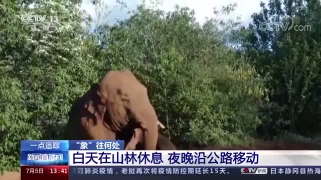 有点任性有点顽皮，离群独象移动方向飘忽不定
