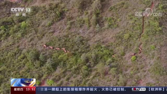 大象究竟有多聪明？