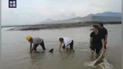 救援仍在继续！2只海豚在浙江宁海搁浅
