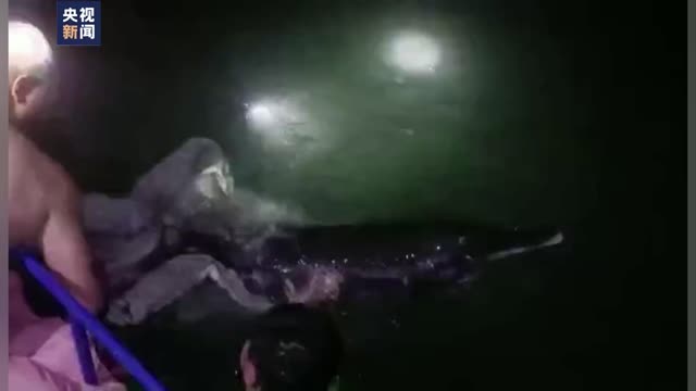 8小时救援！2头搁浅海豚终于游向大海