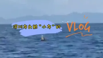 大吃一鲸！干饭鲸的深圳觅食vlog