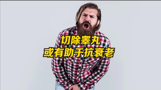 研究显示阉割公羊可延长其寿命 割睾丸或可延长寿命