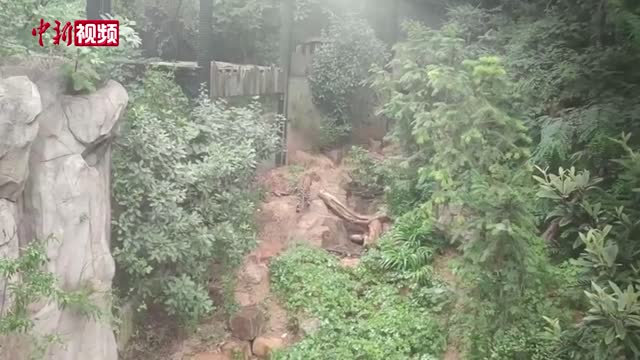 动物园给猩猩做牛奶水果冰淇淋