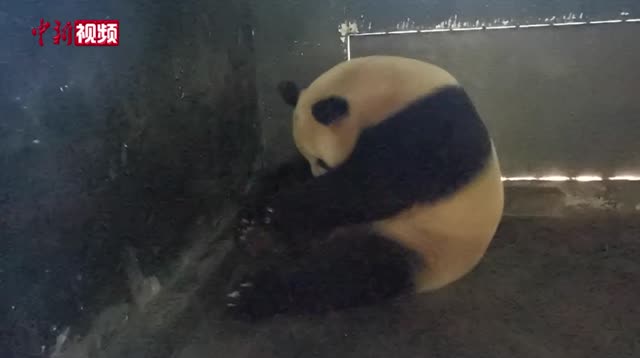 大熊猫“美茜”产仔，熊猫宝宝体重249克创纪录